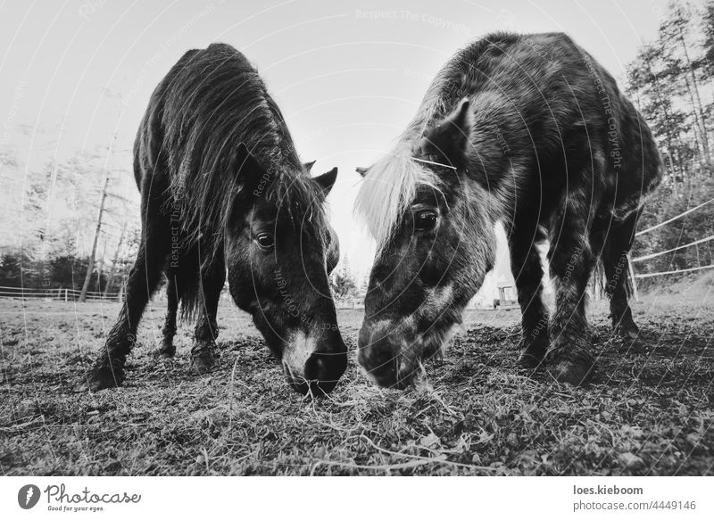 Zwei grasende Pferde auf einem Bauernhof als Symbol für Zweisamkeit und Liebe Zusammengehörigkeitsgefühl Natur Auge Tier Zusammensein Gras Säugetier essen