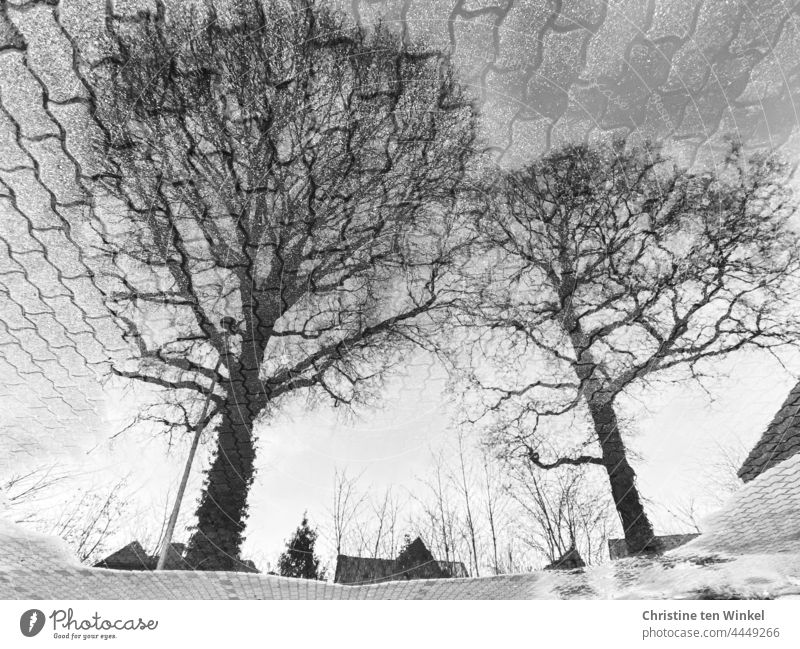 Zwei kahle Eichen spiegeln sich in einer großen Pfütze auf einem gepflasterten Parkplatz Spiegelung Pfützenspiegelung Bäume kahle Bäume Straßenlaterne