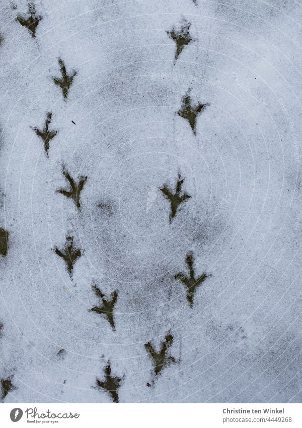 Vogelspuren im Schnee... Die Wege trennen sich... Spuren Spuren im Schnee Fährte Schneespur Winter kalt weiß Schneedecke Natur Kontrast Menschenleer
