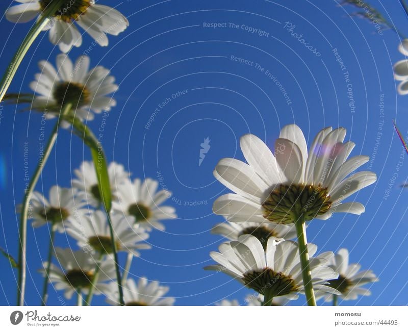 dem himmel nahe Blüte Blume Froschperspektive Margariten Himmel blau