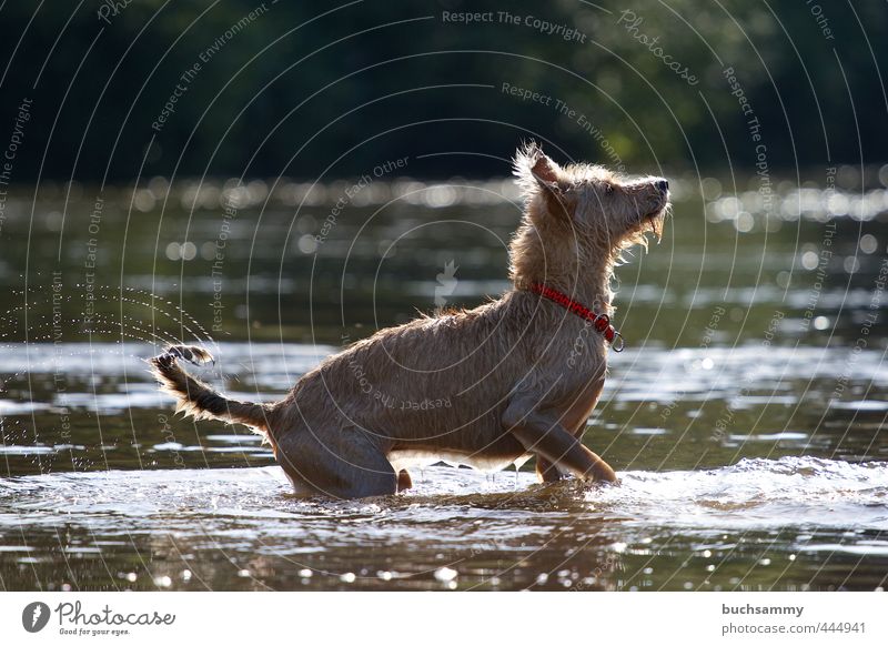 Erwartungsvoller Hund Freude Sommer Natur Tier Wasser Seeufer Haustier 1 Schwimmen & Baden Blick stehen Glück nass rot Lebensfreude Wachsamkeit Ausdauer