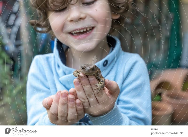 Ein kleiner Junge ist glücklich, eine Kröte in der Hand zu halten heiter Tier Kaukasier Kind konzentriert neugierig Erdkröte Finger Glück menschlich