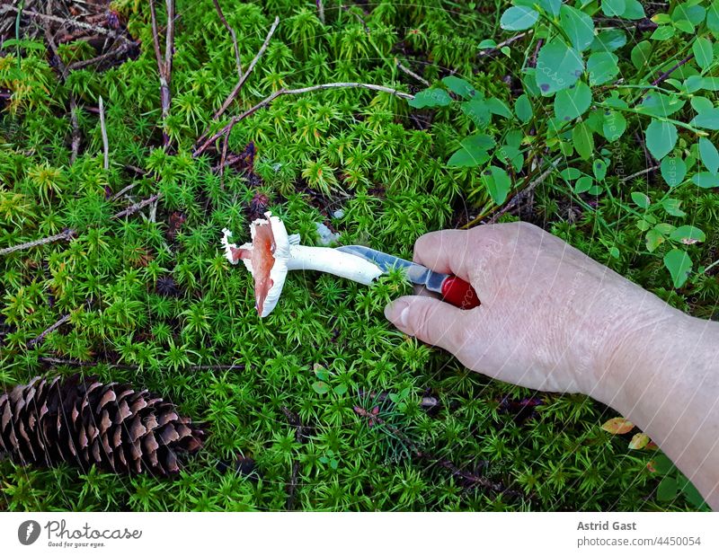 Pilzsuche im Wald. Eine Frau schneidet einen Pilz (Leuchtendroter Täubling) vom Waldboden ab pilz hand abschneiden sammeln essbar giftig pilzsuchen pflanze wald