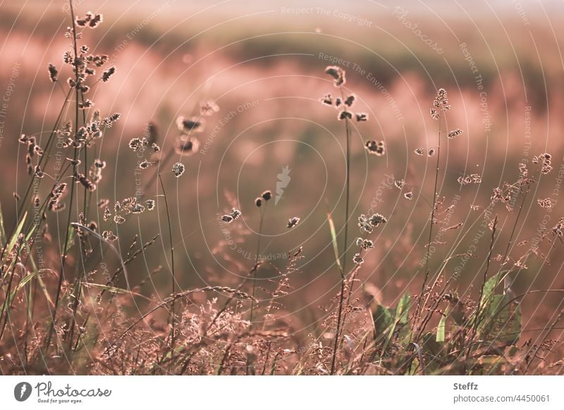 Sommerwiese Sommergras Gras Hitze Sommerhitze Sommerwärme Gräser Wiese Gluthitze gelbbraun goldbraun braungold Haiku Juni Graswiese heimisch trocken Trockenheit