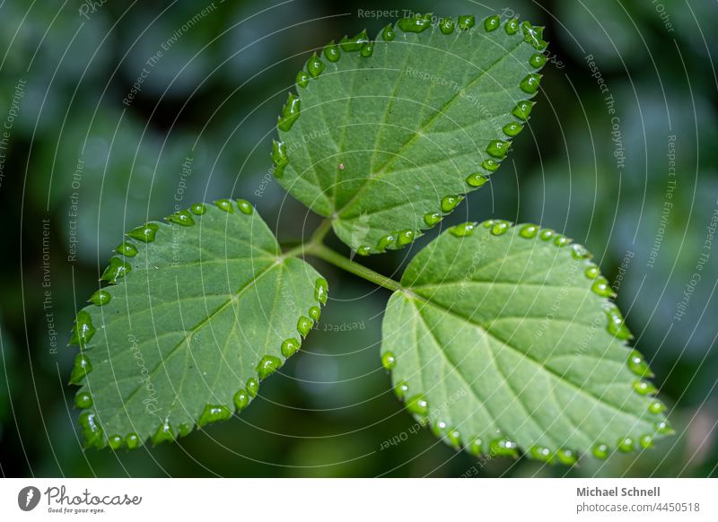 Drei Blätter und Tropfen rundherum Blatt Pflanze grün natürlich Regen nass drumherum Makroaufnahme Nahaufnahme Saum Regentropfen Reflexion & Spiegelung feucht