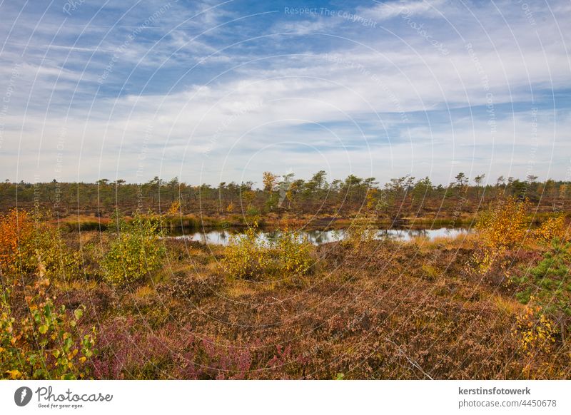 Moorlandschaft Moorsee Menschenleer Natur Außenaufnahme Umwelt Wasser Landschaft Farbfoto Sumpf Baum Pflanze Teich Reflexion & Spiegelung Tag Himmel ruhig