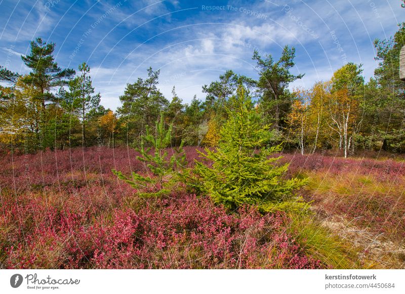 Blühende Heide Herbst herbstlich Heidekrautgewächse bunt Wald Blauer Himmel Rhön Schwarzes Moor Natur Außenaufnahme Landschaft Farbfoto Menschenleer