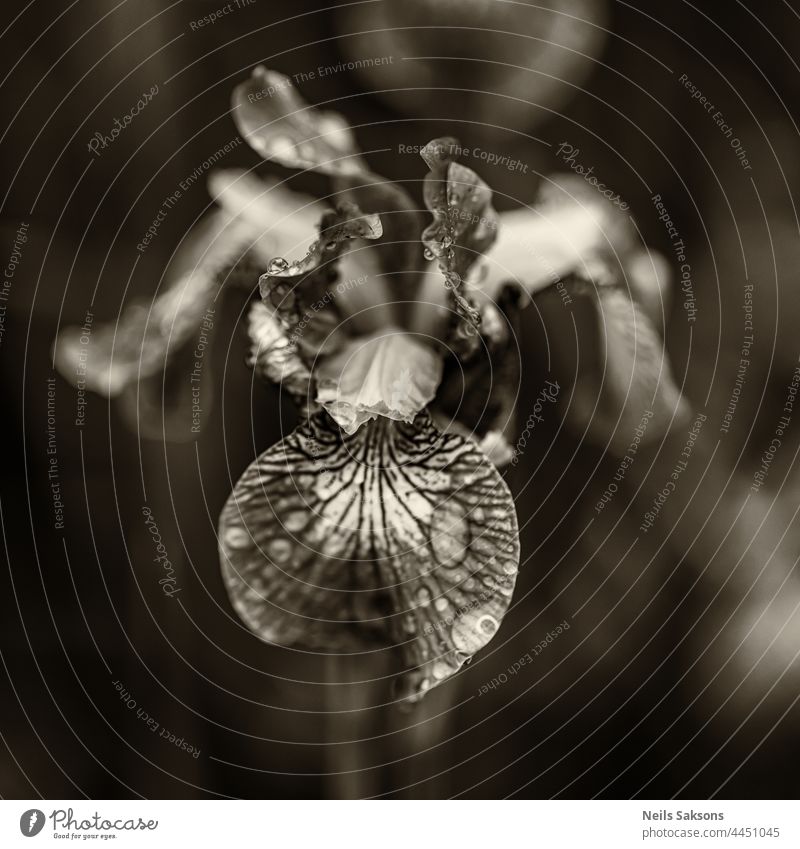 monochrome Sepia Makro Nahaufnahme von Iris Blume Kopf. Dunkle verschwommene Natur Hintergrund Tier schön Schönheit schwarz botanisch hell aufblühen
