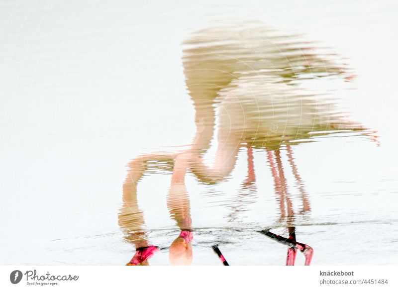 flamingos Flamingo rosa Vogel Wildtier exotisch wild Wasser See Tiergruppe Landschaft Camargue Südfrankreich Reflexion & Spiegelung Natur Frankreich