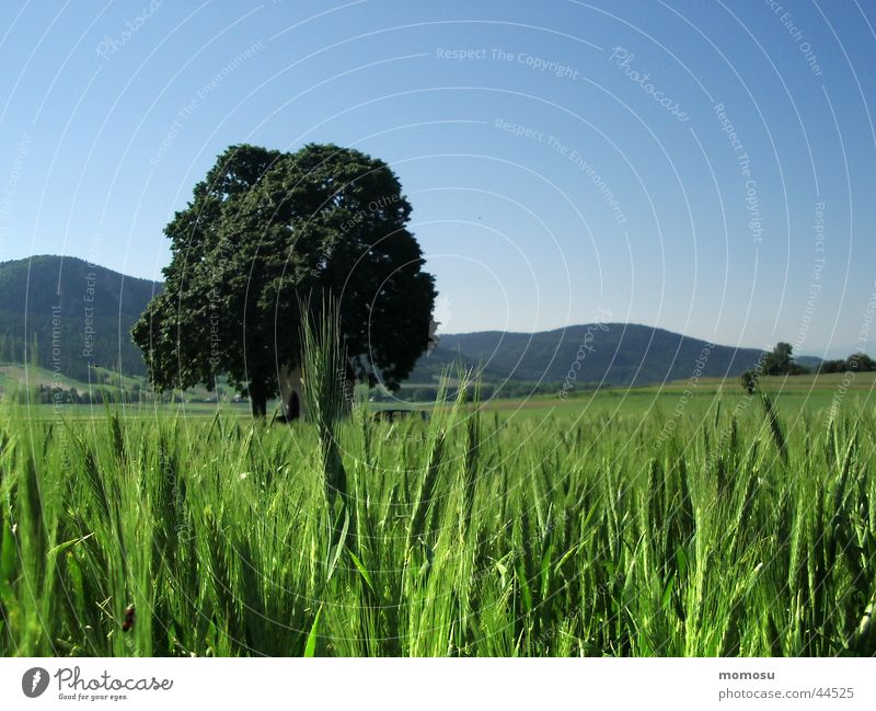 grasland Wiese Gras Hügel grün Baun Himmel blau