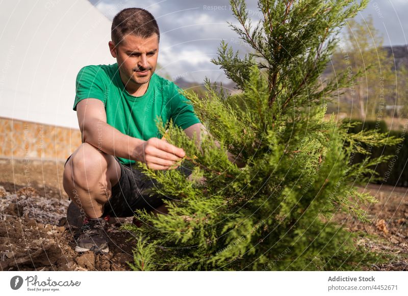 Gärtner pflanzt Kiefer auf dem Lande Baum Grube Mann Landschaft Pflanze natürlich Gelände achtsam Gartenbau Fokus nadelhaltig Immergrün trocknen rau vegetieren