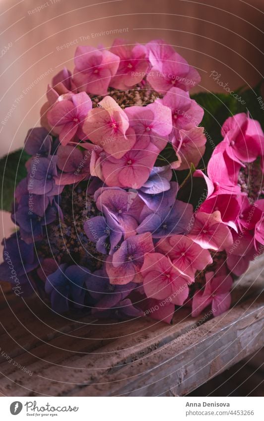 Strauß bunter Hortensien Blume geblümt Flora Farbe Blatt Blüte rosa im Zimmer Dekoration & Verzierung Stimmung dunkel frisch natürlich blau Überstrahlung purpur