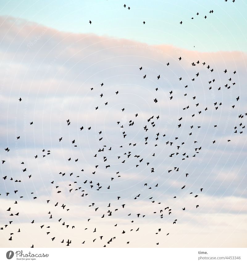 Reisegesellschaft vogelschwarm vögel fliegen himmel wolke unterwegs zugvögel reise gemeinsam umziehen