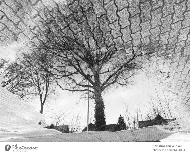 Kahle Eichen, Hausdächer und Straßenlaternen spiegeln sich in einer großen Pfütze auf einer gepflasterten Fläche Spiegelung Pfützenspiegelung Bäume kahle Bäume