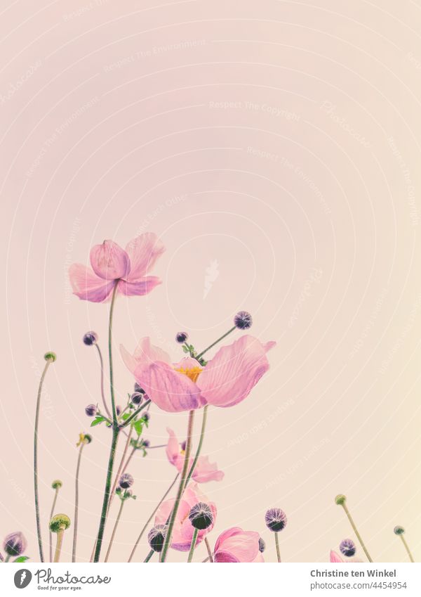 Die rosa Blüten der Herbstanemone wirken vor dem zartrosa Hintergrund wie gemalt Anemone hupehensis rosa Blume Herbst-Anemone Unschärfe Blühend Pflanze