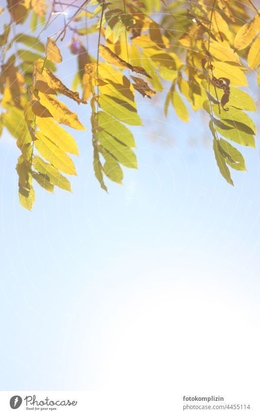 gelbe Herbstblätter vor hellem Himmel Herbstbeginn Blätter herbstlich Herbstfärbung Textfreiraum Vergänglichkeit Wandel & Veränderung Esche Herbsttag