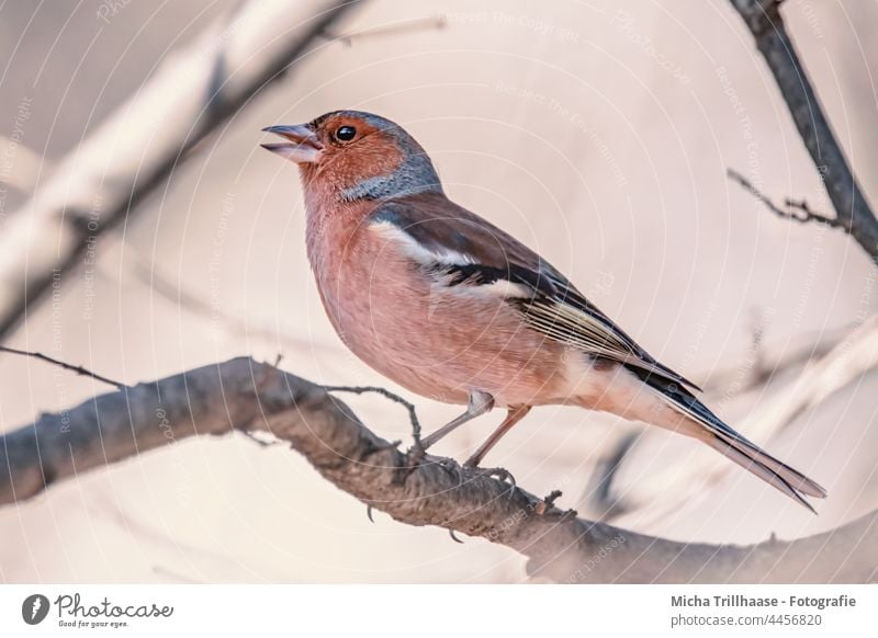 Singender Buchfink Fringilla coelebs Fink Kopf Schnabel Tiergesicht Auge Krallen Flügel Vogel Wildtier Feder Zweige u. Äste Farbfoto Außenaufnahme Nahaufnahme