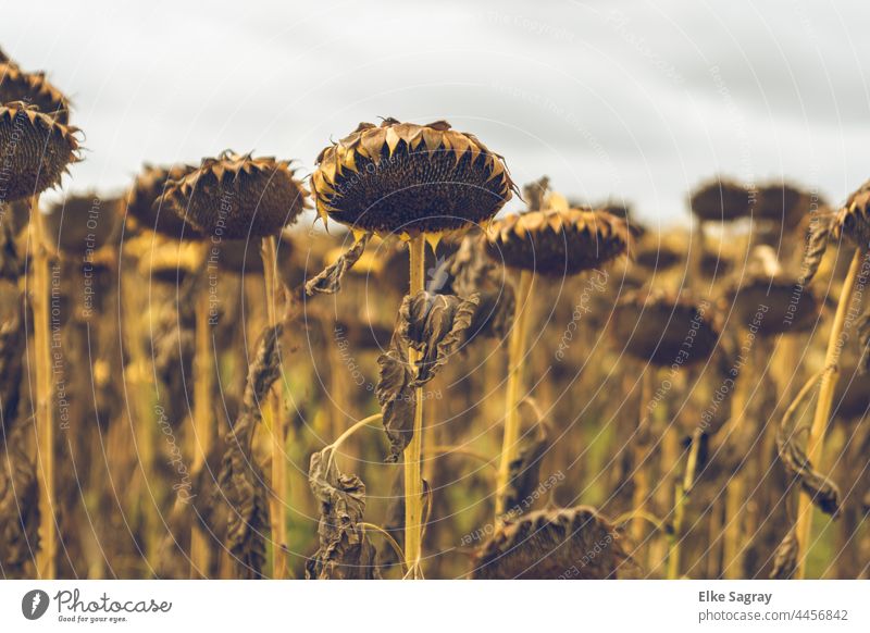 -Vergängligkeit-vertrocknete Sonnenblumen auf einem Feld - Trauriger Anblick Sommer verblühte Sonnenblumen Landschaft Außenaufnahme Landwirtschaft natürlich