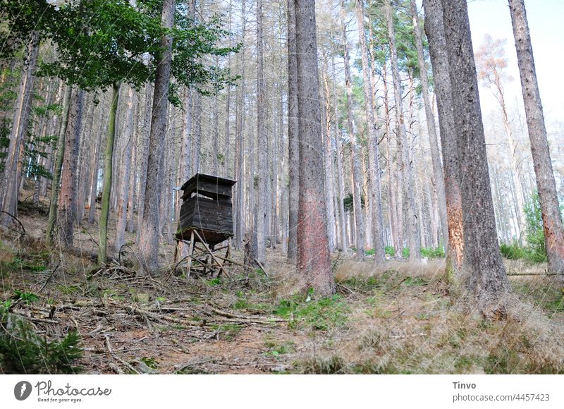 Jägerhochsitz inmitten eines durch Borkenkäfer und Trockenheit sterbenden Waldes Hochsitz Totholz Außenaufnahme Umwelt Natur Menschenleer Forstwirtschaft
