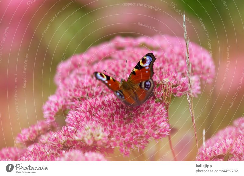 flieg nicht weg, du schöner sommer. Schmetterling Pfauenauge Blüte Blume Natur rosa Kitsch Nektar Flügel Pflanze Farbfoto Tier Tierporträt fliegen Garten Sommer