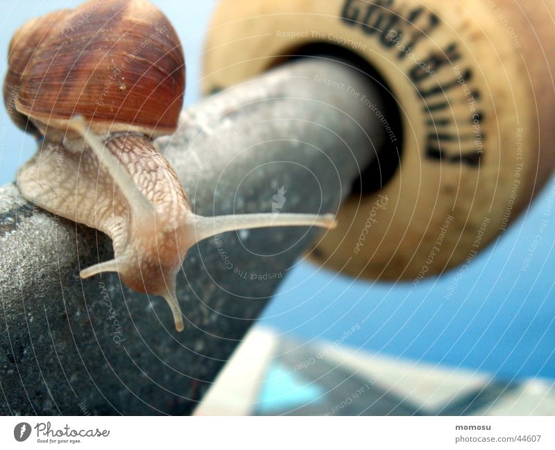 snail on board Freizeit & Hobby Schnecke Board Detailaufnahme Makroaufnahme Achse