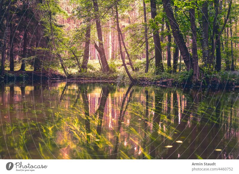 Wald in der Abendsonne von einem Fluss aus gesehen Wasser See Reflexion & Spiegelung Natur Bäume Sonnenlicht idyllisch Laubwerk Sonnenstrahlen Ufer Ast