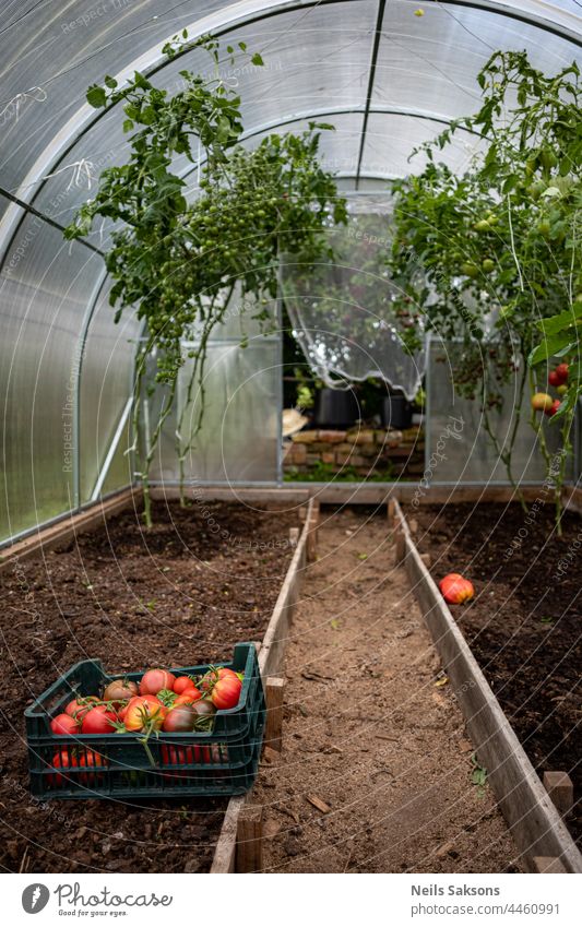 Kiste mit der Ernte reifer roter Tomaten im Gewächshaus. Die Ernte ist eingebracht, einige Pflanzen reifen noch nach. Der Herbst wird bald kommen