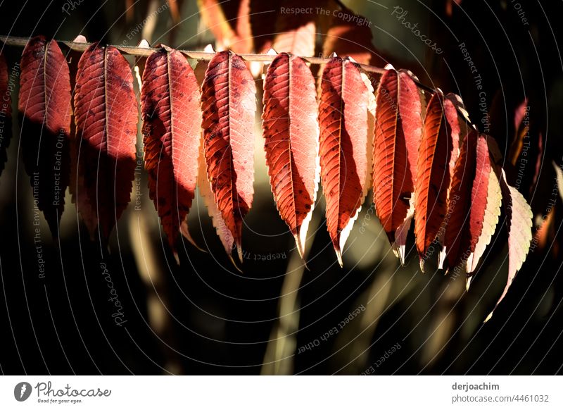 Herbstfarben, oder Altweibersommer. Blätter in wundersschönen Rot weiß Tönen am Ast. Blätter Winter Saison Baum Laubwerk Blatt im Freien Hintergrund natürlich