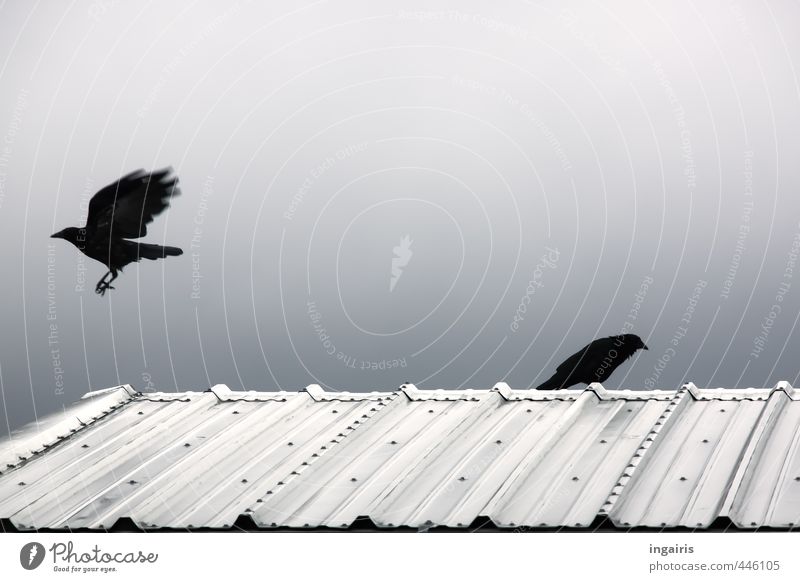 Abflug.... Himmel Dach Blechdach Tier Vogel Rabenvögel Krähe 2 beobachten fliegen Jagd sitzen dunkel Zusammensein oben klug blau schwarz silber weiß Stimmung