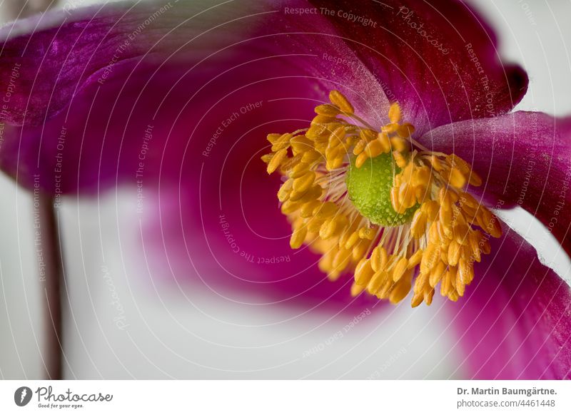 Blüten einer Japanischen Herbstanemone, Anemone hupehensis, Ranunculaceae japanisch Züchtung Pflanze Blume Hybride Sorte Gartenform Auslese Blütenblätter