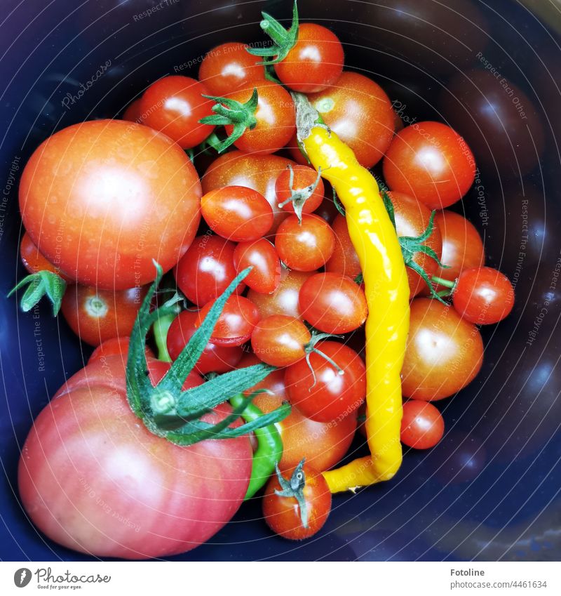 Dieses Jahr gab es reiche Ernte. Tomaten über Tomaten und ein paar Chilis. Und dafür war ich nur 5 Minuten im Gewächshaus. Gemüse Lebensmittel frisch Gesundheit