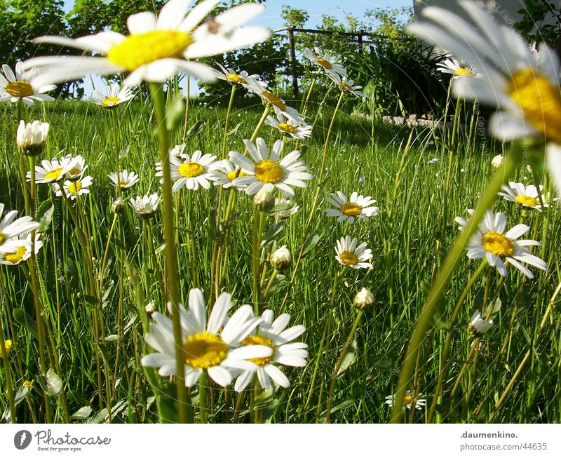 Margeritenreich ° 2 Wiese Blume weiß gelb grün Baum Blüte Frühling Sommer Juni Juli Sinnesorgane Zufriedenheit Natur margerieten Himmel Freiheit farbpracht