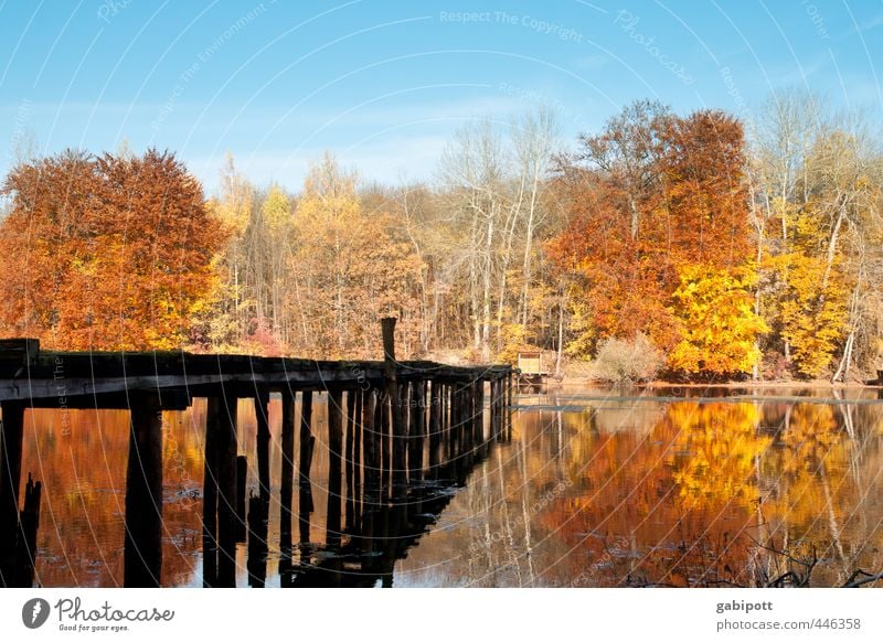 Herbst kommt Umwelt Landschaft Wasser Himmel Sonne Schönes Wetter Baum Wald Seeufer blau braun gelb gold Idylle Lebensfreude Vergänglichkeit
