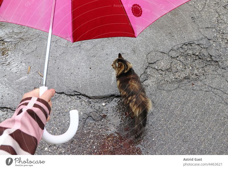 Bei Regenwetter darf eine Katze unter dem Regenschirm laufen regenschirm katze straße draußen regenwetter geschützt trocken frau hand halten kalt nass feucht