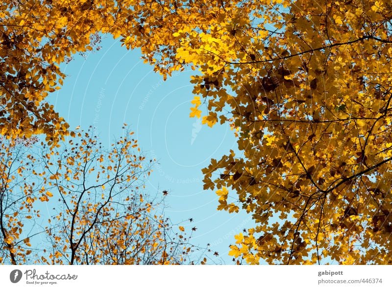 Herbstanfang Umwelt Natur Himmel Wolkenloser Himmel Sonne Sonnenlicht Schönes Wetter Pflanze Baum Blatt Wald Freundlichkeit Fröhlichkeit natürlich braun