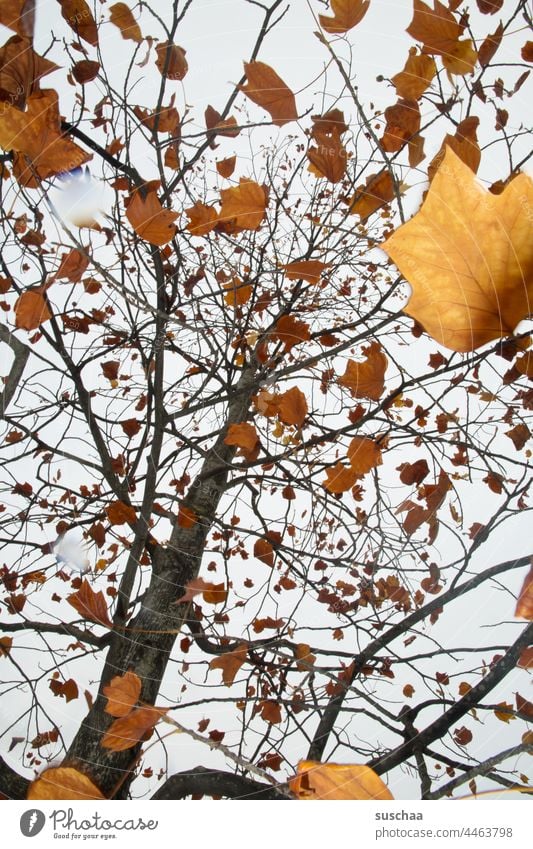 herbstbaum mit vielen braungefärbten blättern Baum Herbstbaum Blätter Laub Himmel Äste Natur Außenaufnahme Menschenleer Herbstlaub Blatt Wald Herbstbeginn