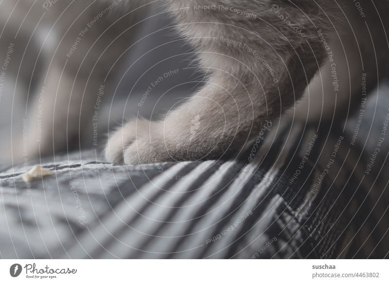 hinterpfote einer beigefarbenen katze Katze Pfote Bein katzenhaft Fell Rassekatze Haustiere Tier Tierliebe Hauskatze Haare haarig Stoff Bezug Sofa Beine stehen