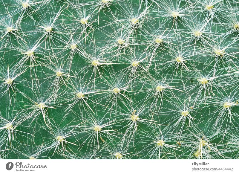 Opuntie in Nahaufnahme. Kaktus, Hintergrund. Macro stachelig Pflanze grün floral Stachel Natur Detailaufnahme Zimmerpflanze Strukturen & Formen Wüste