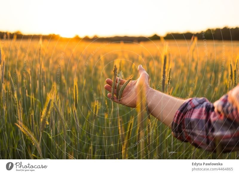 Ein Mann berührt die Weizenkörner in einem bestellten Feld landwirtschaftlich Ackerbau Hintergrund Gerste schön Brot Müsli Landschaft Ernte kultivieren Ohren