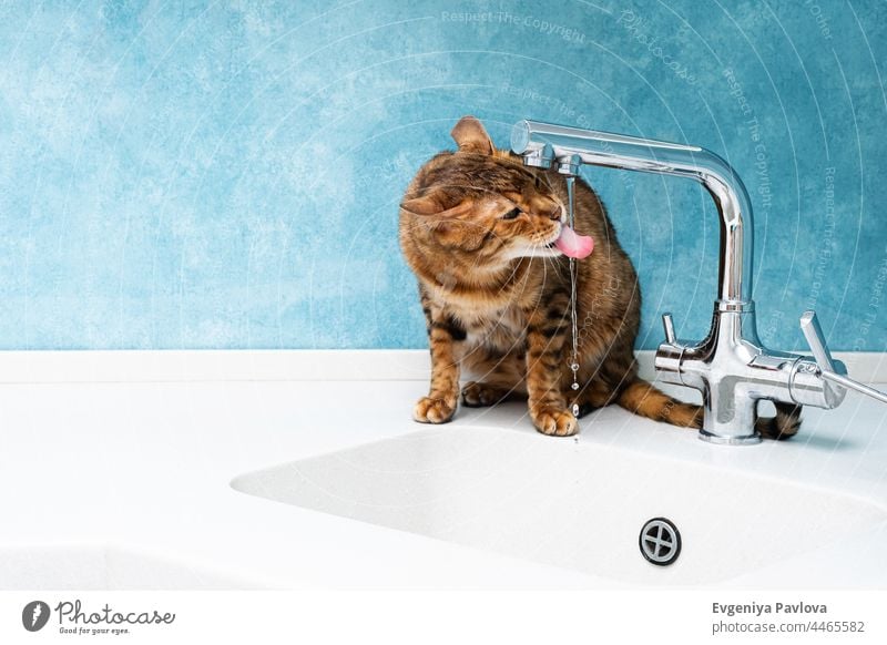 Niedliche Bengalkatze trinkt Wasser aus einem Wasserhahn. Schöne Katze trinkt Wasser mit Zunge aus dem Wasserhahn in der Küche. bezaubernd Tier schön Bengalen