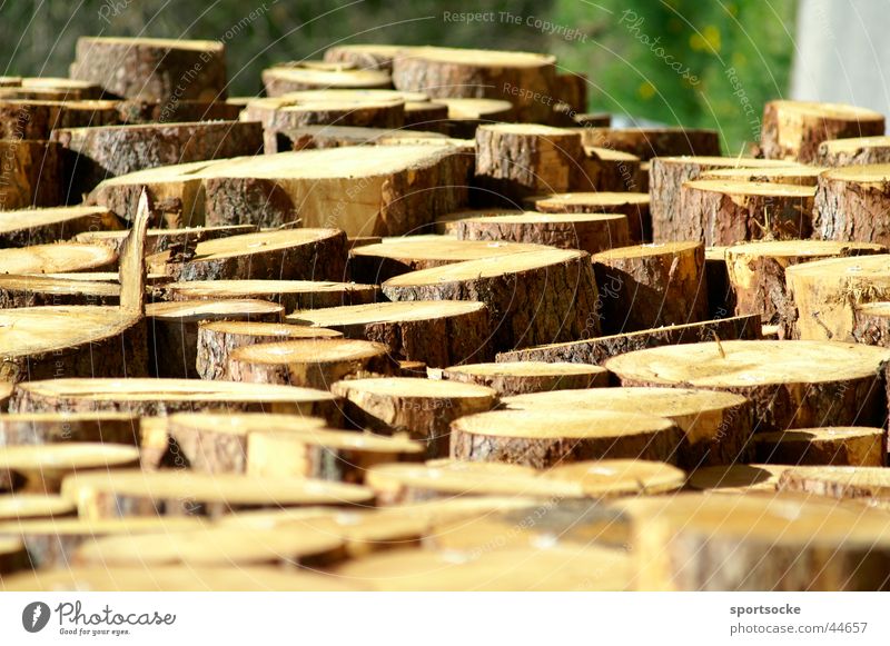 Nix Baum Abholzung Waldsterben Holz