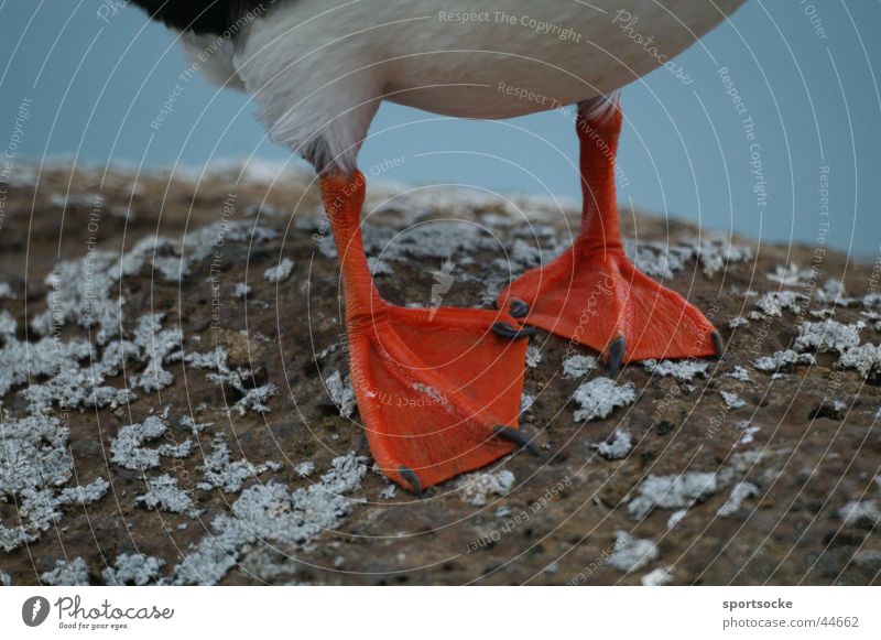 Kalte Füsse? Tier Papageitaucher Island kopflos Vogel Verkehr Isländische Füsse