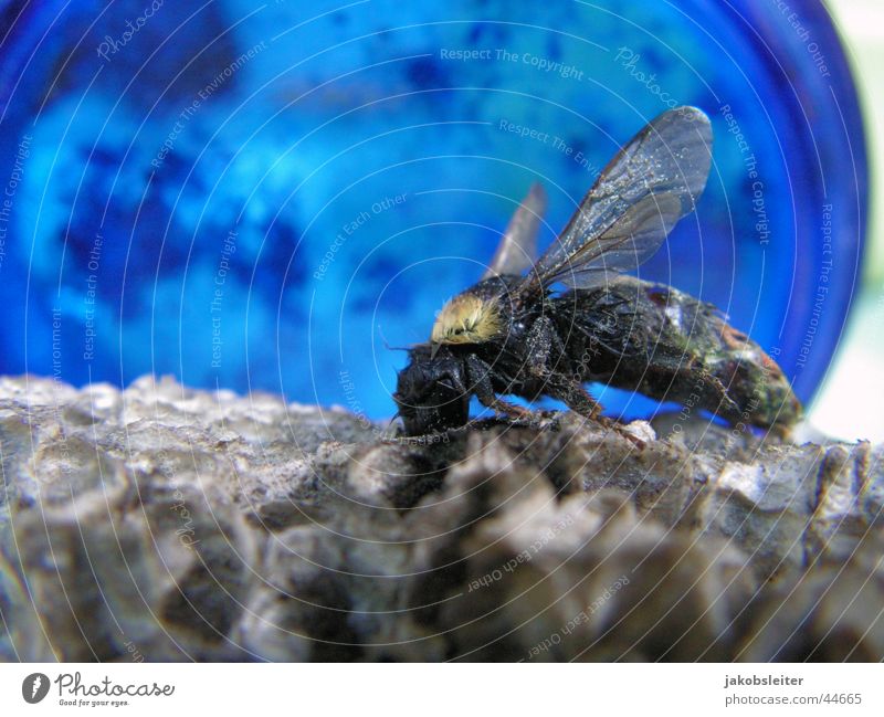 Flieger Horst Hummel Nest Insekt Makroaufnahme Tod blau