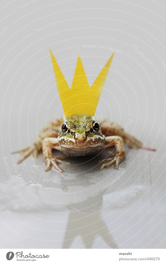*KÜSS MICH* Natur Tier Frosch 1 gelb grün Krone Froschkönig Märchen Geschichtsbuch Reflexion & Spiegelung Blick Blick in die Kamera warten Küssen klein lustig