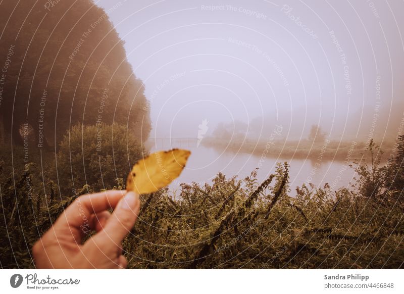 gelbes Herbstblatt vor nebeliger Landschaft Herbstlaub Nebel Fluss Hand Natur herbstlich Herbstfärbung Farbfoto Außenaufnahme Baum Menschenleer Tag Pflanze