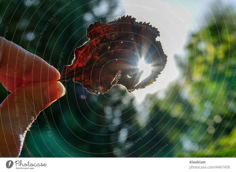 Herbst - Lich (t) Frauenhand hält ein abgestorbenes Blatt der Sonne entgegen - Hintergrund  unscharf Licht herbstlich Herbstlaub Herbstbeginn Herbstlandschaft