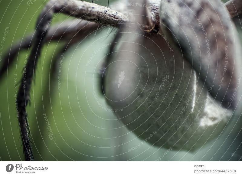 Achtbeiner Nahaufnahme Spinne Beine Tier Haare gruselig ästhetisch Unschärfe Makroaufnahme Natur Detailaufnahme Menschenleer