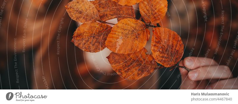 Hand, die Herbstblätter hält, Ansicht von oben, Bannerabdeckung Herbstfarben Herbstlaub Herbst-Vibes Hintergrund Transparente schön schöne Frau Schönheit