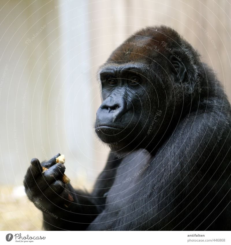 Ohne Worte Brot Essen Tier Wildtier Tiergesicht Fell Zoo Affen Menschenaffen Auge Nase Ohr Tierporträt Gorilla 1 beobachten Fressen außergewöhnlich dunkel