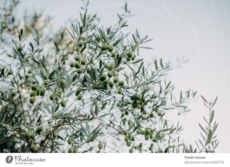 Oliven auf dem Baum oliv Olivenöl Olivenbaum Umwelt Frucht Ackerbau Tag Olivenblatt Menschenleer Pflanze Farbfoto Olivenhain Olivenernte Außenaufnahme Natur